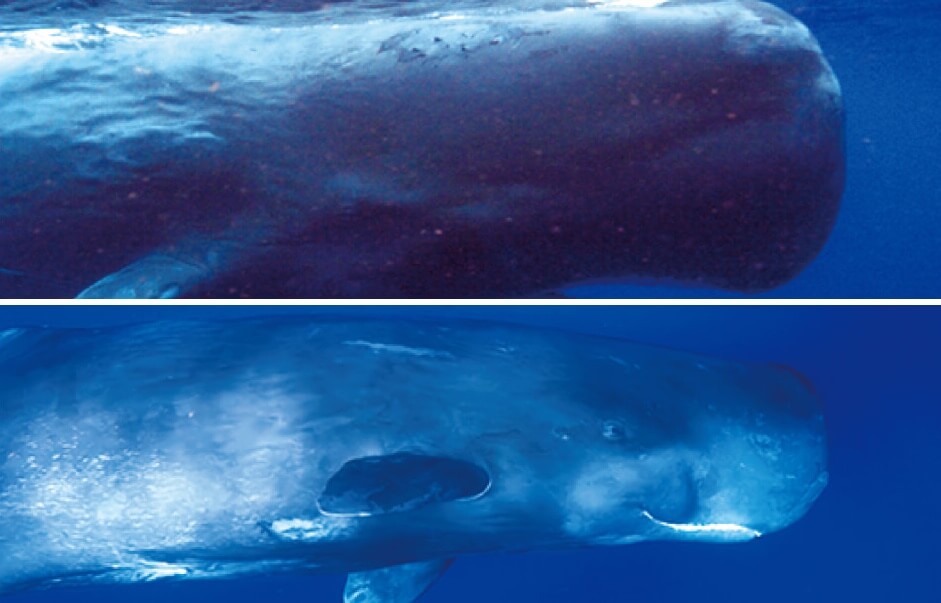 キャンオープナー＆赤ちゃんホープ